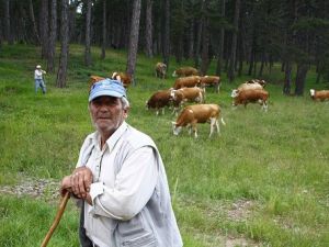 Orman Yangınlarına Karşı, 'İnekler' Görev Başında