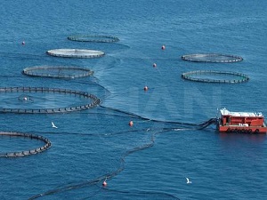 Su ürünlerinde avcılık azaldı, yetiştiricilik arttı