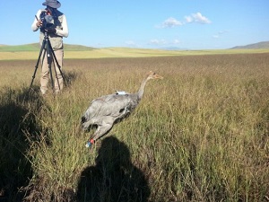 Anadolu dağ turnalarına uydudan takip
