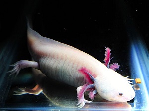 Türk bilim insanının yeni umudu: Aksolotl