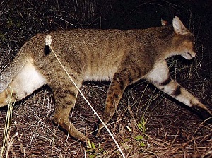 Suda avlanabilen 'saz kedileri' korunacak