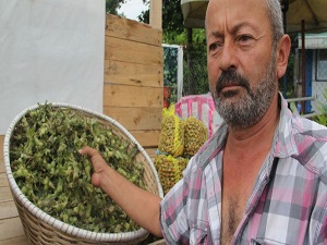 Yeni mahsul fındık pazara indi