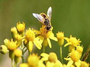 İzmir’de ’arı safari’ uygulaması