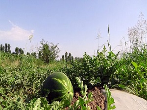 Iğdır karpuzu yurt dışına ihraç ediliyor