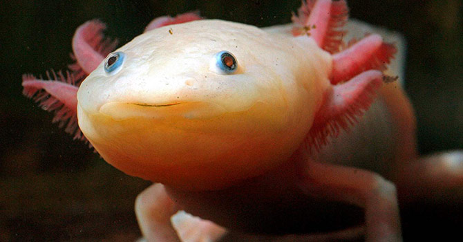 Bu hayvanın yaratılışındaki sanat çözülürse...