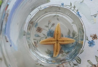 Dört bacaklı denizyıldızı!