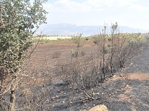 Cudi Dağı'ndaki yangın söndürüldü