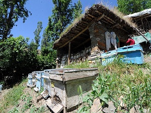 Anzer balına rakip çıktı
