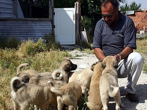 Kangal köpeği yavrusu alacaklara '4 ay' uyarısı