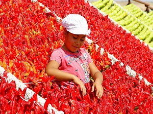 Kurutmalık kültürü gençlere aktarılıyor