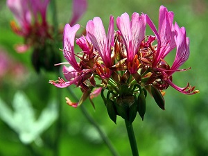 'Hakkari sardunyaları' ekonomiye kazandırılacak