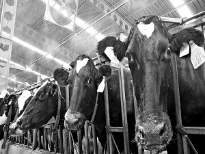 1 milyon hayvan sigortalı