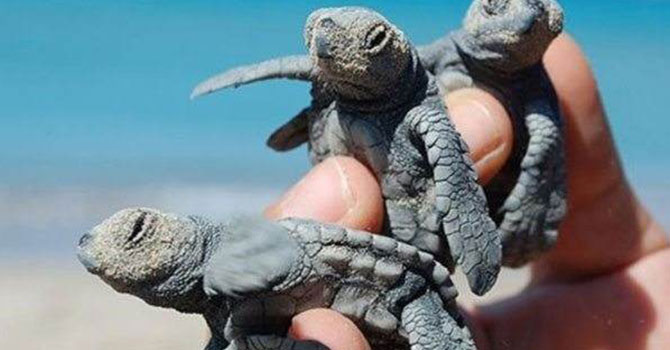 Uzmanlar uyardı: Sakın yardım etmeyin!