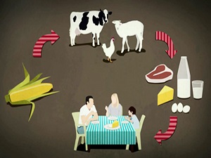 GDO, yemler yoluyla hayvana zarar verir