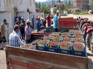Gölpazarı kirazı dalında kaldı