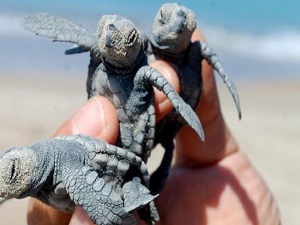 Sakın elinize almayın