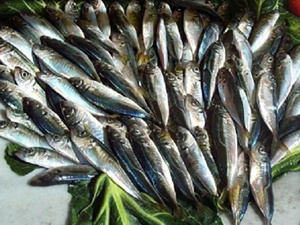 Türk balığı Avrupa'da ilgi odağı