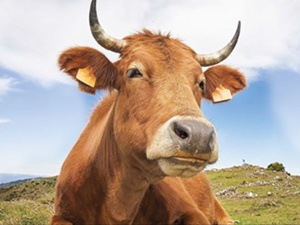 Eti çok pahalı yiyoruz