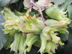 Yeni bir fındık çeşidi: Allahverdi