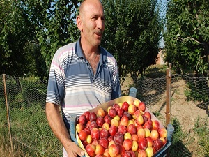 Eriğin kilosu 1 lira