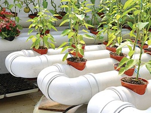 Solucan gübresi ile topraksız organik tarım