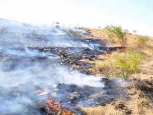 Atılan bir sigara izmariti büyük yangınlara sebep olabilir
