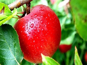 Organik gıda daha mı besleyici?