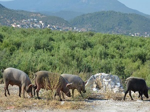Av yasağı domuzları şehre indirdi