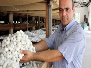 Koza üretiminde artış