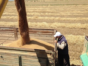 Konya'da hububat üretimi yüzleri güldürdü
