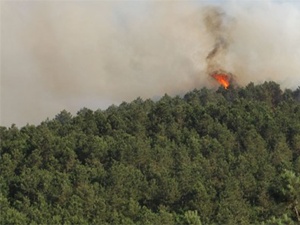 Hatay'da orman yangını