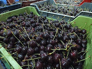 Yağış ve Rusya'daki kriz 'Türk kirazı'nı vurdu