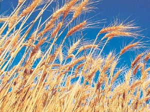 Topraktan bereket fışkırıyor