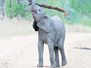 Sırt kaşıma kütüğü!