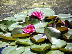 Nilüferi koparana 38 bin lira ceza