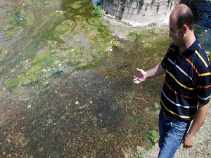 Yeşilırmak'a yavru balık akını