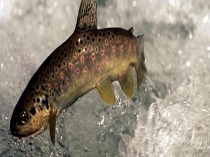 Fotoğrafını paylaştı, 5 bin TL ceza yedi