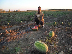 Fiyatı 10 kuruşa düşünce 40 bin ton karpuz tarlada kaldı