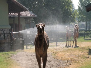 40 derecede bunalan hayvanlara hortumlu serinlik