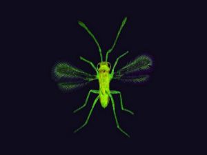 Mikroskoba yansıyan muhteşem görüntüler