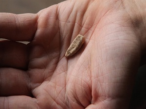 560 bin yıllık insan dişi bulundu