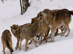 Norveç ormanlarında daha fazla kurt istiyor