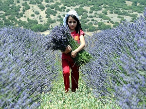 Turistlerin lavantaya ilgisi Burdur'u harekete geçirdi