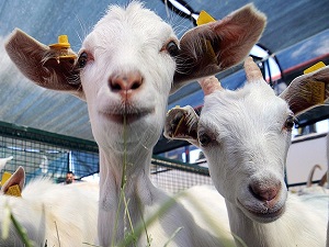 ‘Vekalet kurbanlar küçükbaş olsun’