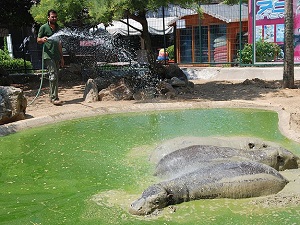 Sıcaktan bunalan hayvanlara buzlu meyve
