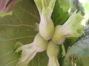 Fındık hasat tarihi açıklandı
