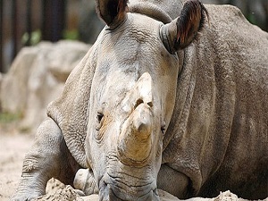 Dünyada 4 tane kaldı