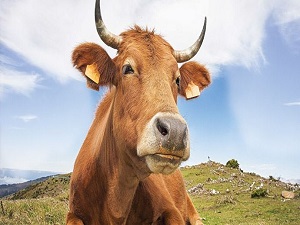 Kırmızı ette dolar etkisi