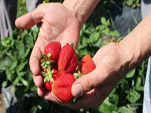 Yerli çilek tezgahlarda