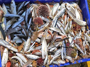 Ege'de yasa dışı balıkçılık iddiası